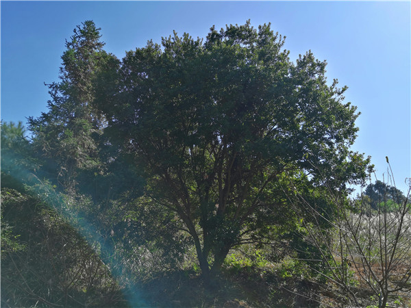 楊梅大樹20公分